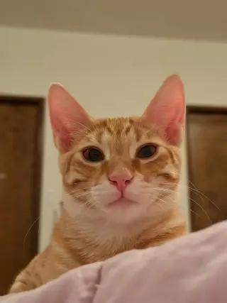 Marmalade