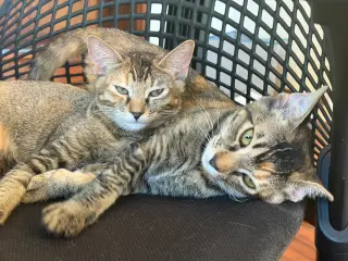 Tango (& Mango) [CP]