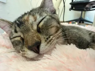 Mango (& Tango) [CP]