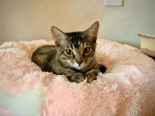 Mango (& Tango) [CP]