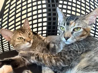 Mango (& Tango) [CP]