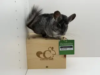 Mochi