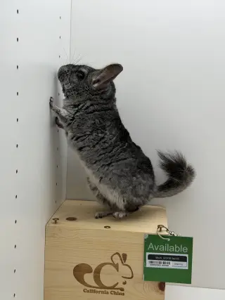 Mochi