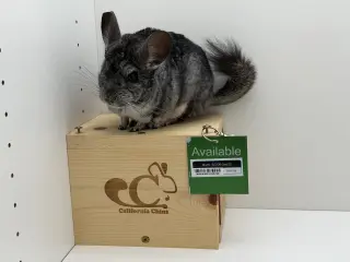 Mochi