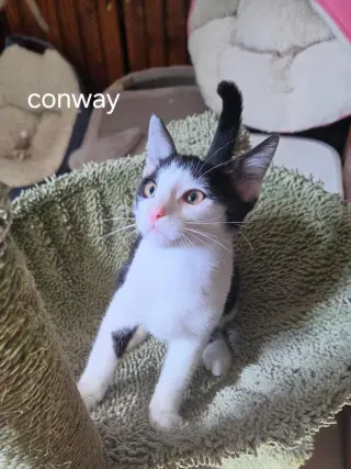 Conway