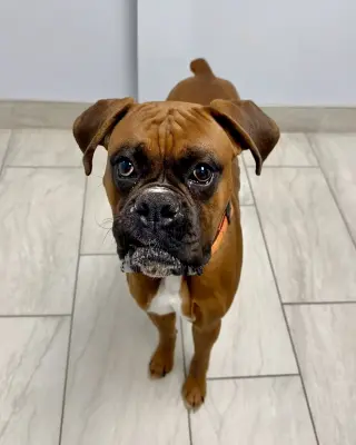 Mac