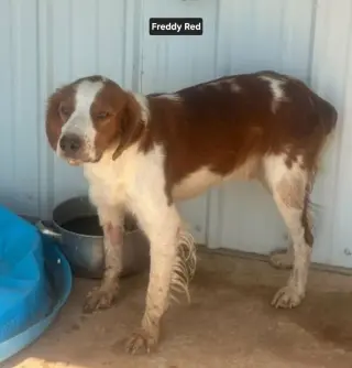 TX/Freddy Red