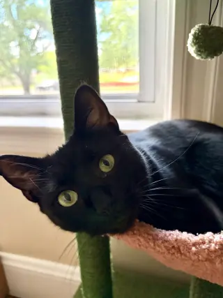 Jade