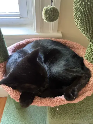 Jade