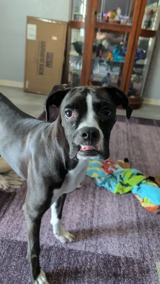 KALI