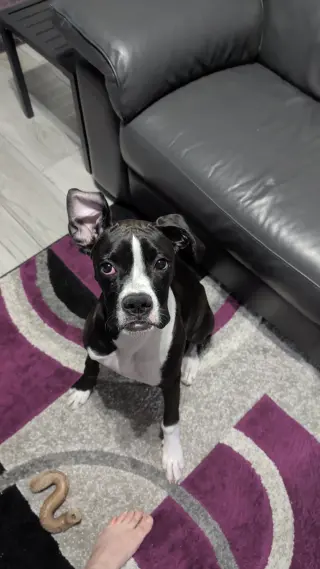 KALI