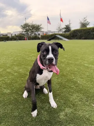 KALI