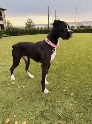 KALI