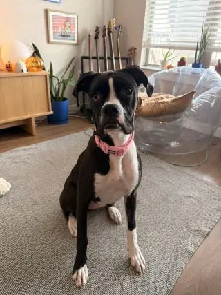 KALI