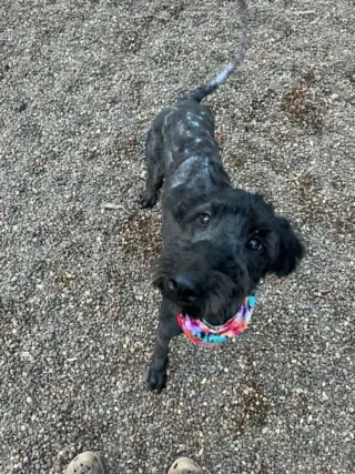 Gia