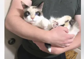 Arya
