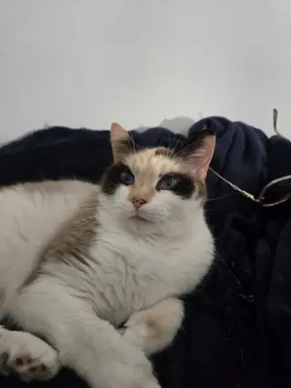 Arya