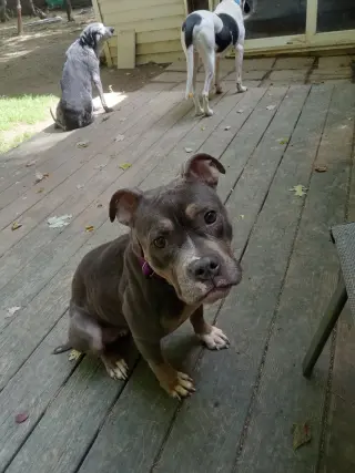 Dolly
