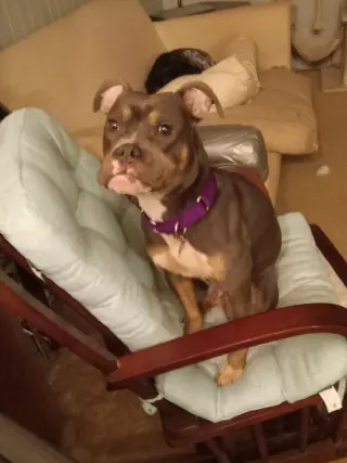 Dolly