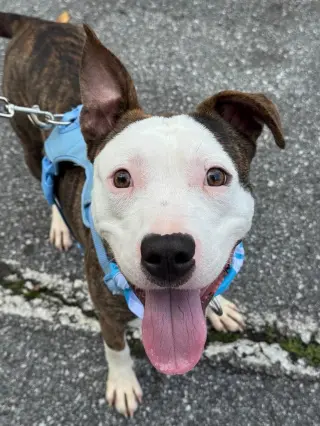 Milo