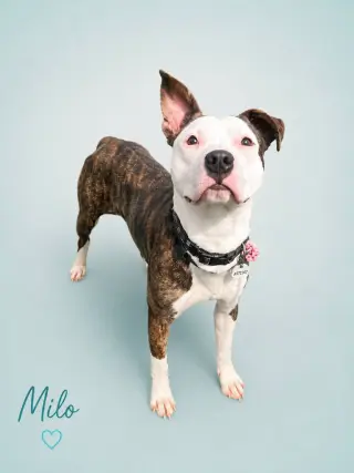 Milo