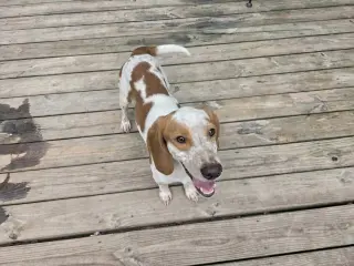 Elroy