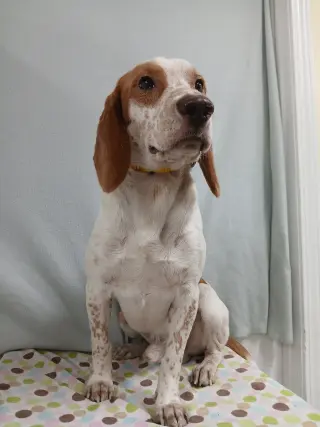 Elroy