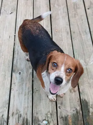 Pixie