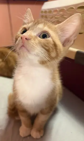 KITTEN SILAS