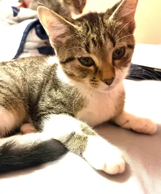KITTEN FOXY