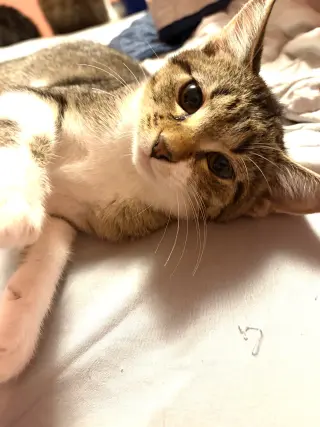 KITTEN FOXY