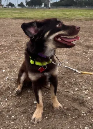 Rufus