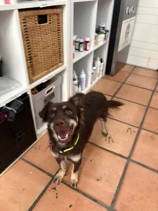 Rufus
