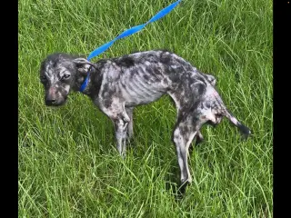 Bobby: Miracle Boy!