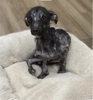 Bobby: Miracle Boy!
