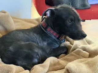 Bobby: Miracle Boy!