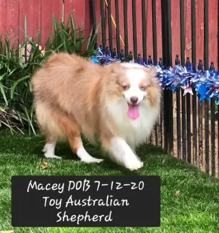 Macey