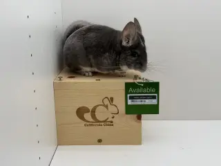 Taquito