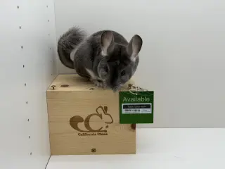 Taquito