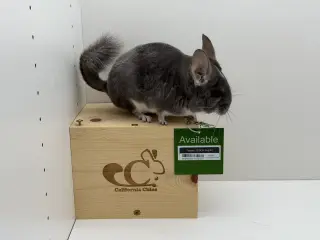 Taquito