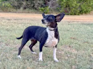 Hailey