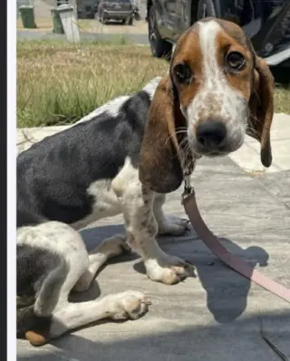 NALA - ADOPTION PENDING!