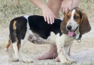 NALA - ADOPTION PENDING!