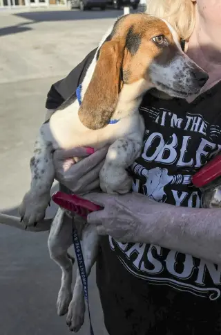 NALA - ADOPTION PENDING!