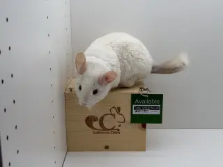 Soda