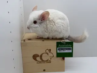 Soda