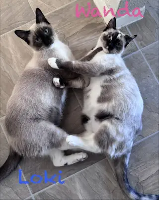 Loki BONDED with Wanda