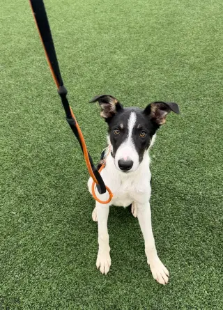 Scout
