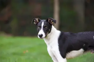 Scout