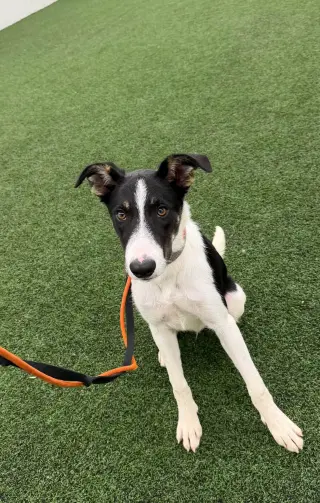 Scout